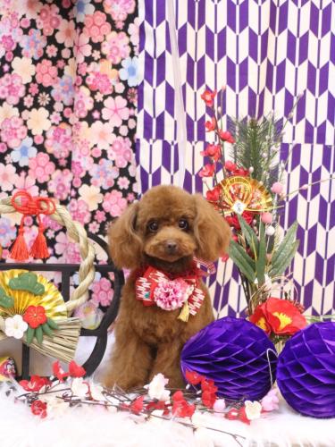 20250111ハニーちゃん